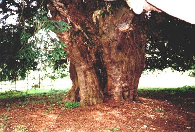 1000 year old Yew Tree
